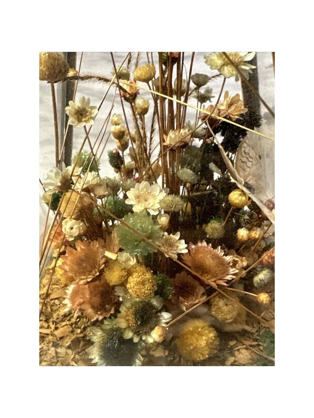 Vintage Dunston Glass Enclosed Dried Butterfly Flower Arrangement Brazil 9x 5